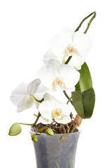 Flowering white orchid on white background in flower pot.