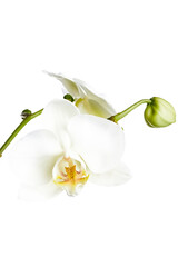 Naklejka na ściany i meble White orchid flower on peduncle closeup on white background.