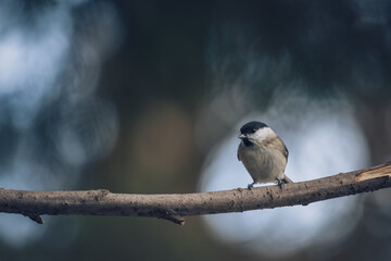Marsh Tit, Poecile montanus, single bird on branch
