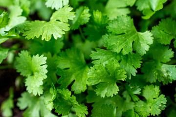 close up of cilantro