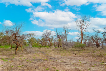 dead trees stand in lake in Africa. Global warming