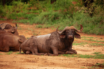 Fototapeta premium African buffalo, Cape buffalo Syncerus caffer