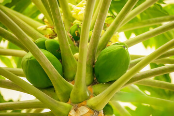 papaya fruit on papaya tree in farm.