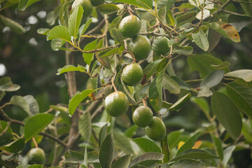 green Avocados fruit hanging in the tree