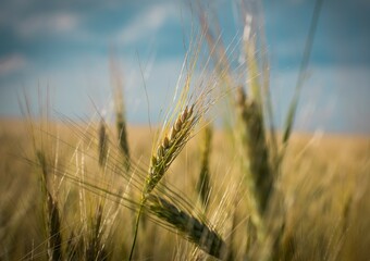 Fototapeta premium wheat field in the morning