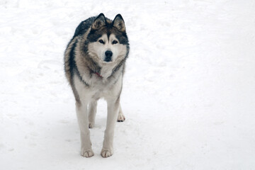 Siberian Husky dog in the snow