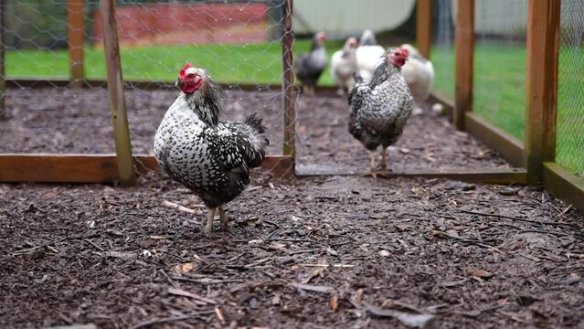 Video of Chickens In Coop