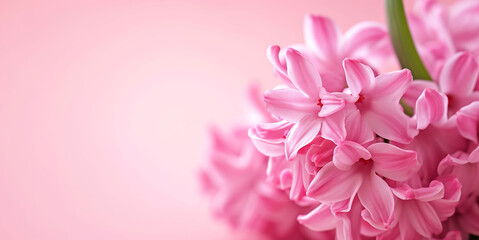 Spring banner, hyacinths on a pink background, copy space for text