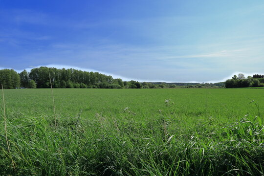 Rural summer landscape. Green grass and nature. Typical Swedish nature. 