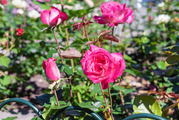 Pink rose flower on a sunny day.