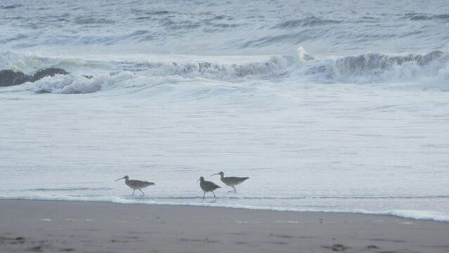 Birds at the beach, Iquique, Tarapaca, Chile