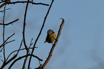 Mésange bleue (Cyanistes caeruleus)