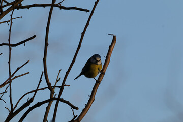 Mésange bleue (Cyanistes caeruleus)