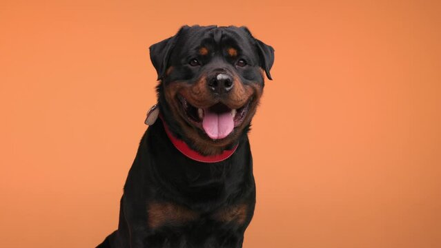 beautiful black rottweiler adult dog with red collar sticking out tongue, panting and drooling while sitting on orange background