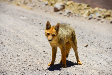 Naklejka na ściany i meble A culpeo (Lycalopex culpaeus), or Andean fox, or zorro, near the top of the Abra del Acay mountain pass, Salta Province, northwest Argentina.
