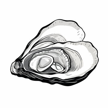 recommend clip art: Oyster in cartoon, doodle style. Isolated 2d vector illustration in logo, icon, sketch style, Eps 10. AI Generative