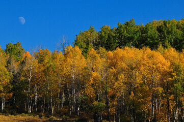 Fototapeta premium Fall colors and the waxing moon on a country road near Ridgway, at the foot of the Sneffels Range of the San Juan mountains, Colorado, USA.