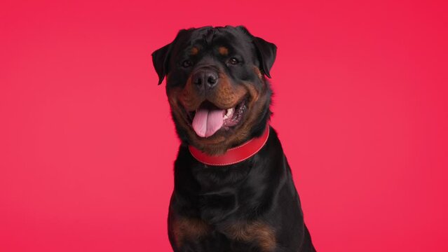 beautiful rottweiler adult dog wearing red collar, panting with tongue exposed, dripping saliva and sitting on red background