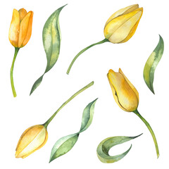 yellow tulip on a white background,tulip watercolor botanical illustration. Spring flower set. beautiful yellow tulip.