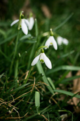dramatic picture of a snowdrop in spring