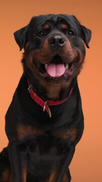 beautiful rottweiler dog with red collar looking up, sticking out tongue and panting on orange background