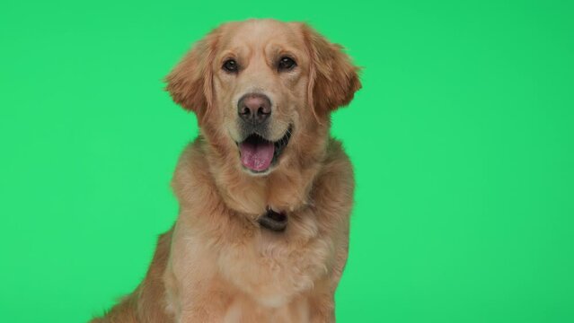 beautiful Labrador retriever puppy sticking out tongue and panting while looking forward and sitting on green background