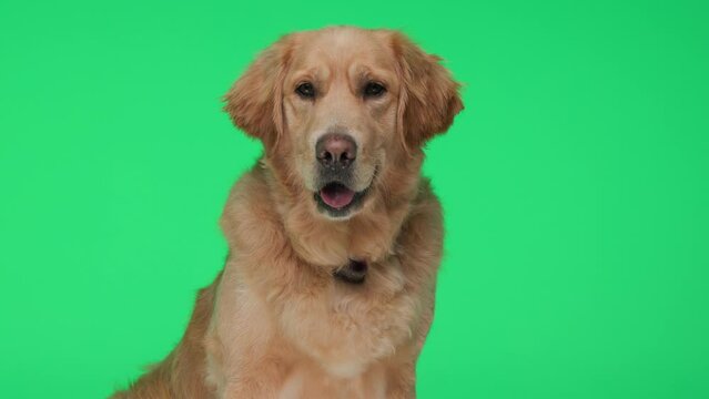 sweet little Goldie dog sticking out tongue and panting, looking to side and forward and sitting on green background