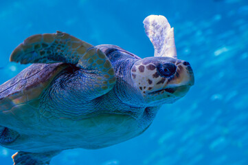 Sea turtle. - obrazy, fototapety, plakaty