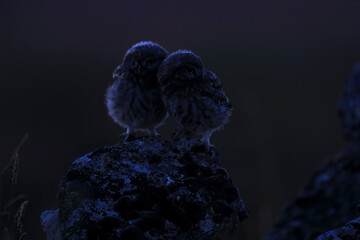 Two fluffy small owls perched side by side on a rock under a deep blue twilight sky