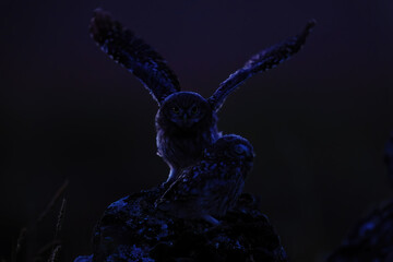 Two small owls on a rock one with wings outstretched under a dark night sky