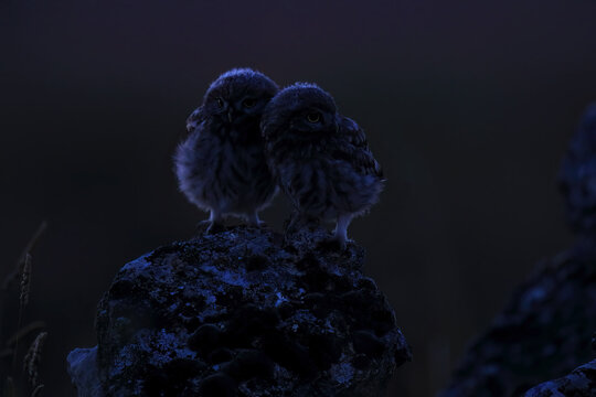 Two fluffy small owls perched side by side on a rock under a deep blue twilight sky