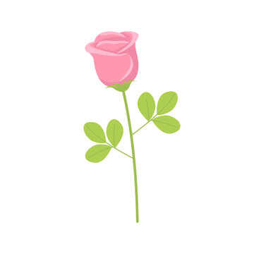 Pink rose flower stem with green leaves. Love symbol and gift for Valentine's day. Vector illustration isolated on white background. Detailed cartoon element for holiday patterns, packaging, designs