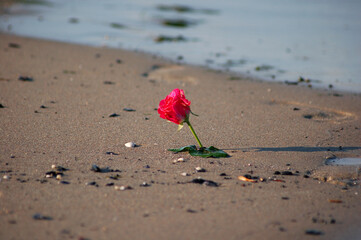 róża w piasku nad polskim morzem