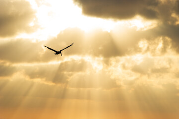 Bird Flying Divine Flight Silhouette Inspirational Soaring Spiritual Golden Sunset Sun Rays