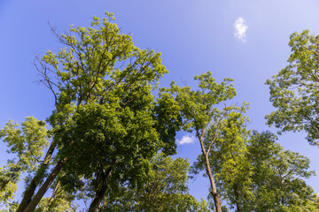 Fototapeta premium a large number of different deciduous trees in the summer