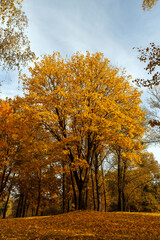 multicolored yellowing maple foliage during leaf fall