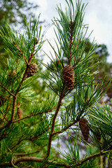 Close up of pine cones in a pine tree