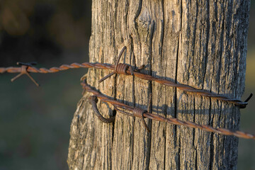 dry tree stump wrapped in barbed wire, photographed close up