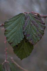 three green leaves photographed close up in the forest