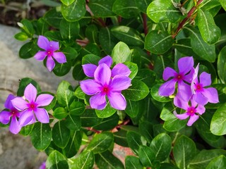 Pink Madagascar periwinkle flowers also known as sadabahar flower