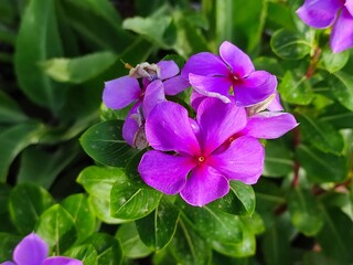 Pink Madagascar periwinkle flowers also known as sadabahar flower