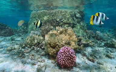 Corals with tropical fish underwater in a shallow reef, Pacific ocean, natural scene, Moorea,...