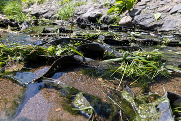 water flowing in a small narrow stream in summer