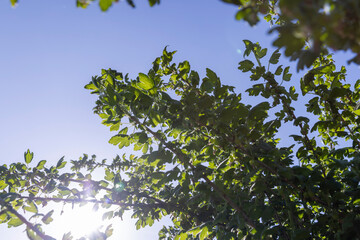 green foliage and unripe gooseberry fruits