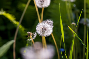 white flowers of dandelion balls in a spring field