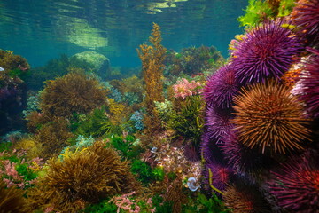 Sea urchins with seaweed, colorful underwater seascape in the eastern Atlantic Ocean, natural scene, Spain, Galicia, Rias Baixas