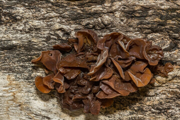 Leafy Brain Fungus - Phaeotremella foliacea