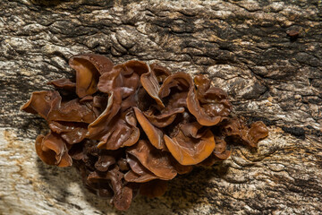 Leafy Brain Fungus - Phaeotremella foliacea