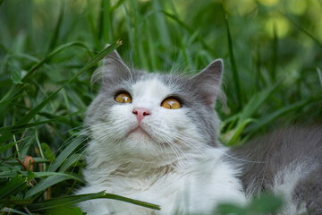 Naklejka na ściany i meble Cat walking in the green grass in the courtyard. Outdoor atmospheric lifestyle cat photo.