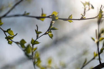young birch with new green leaves in the spring season